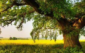 Abraham’s Oak