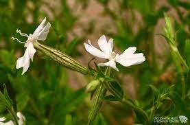 African Dream Root
