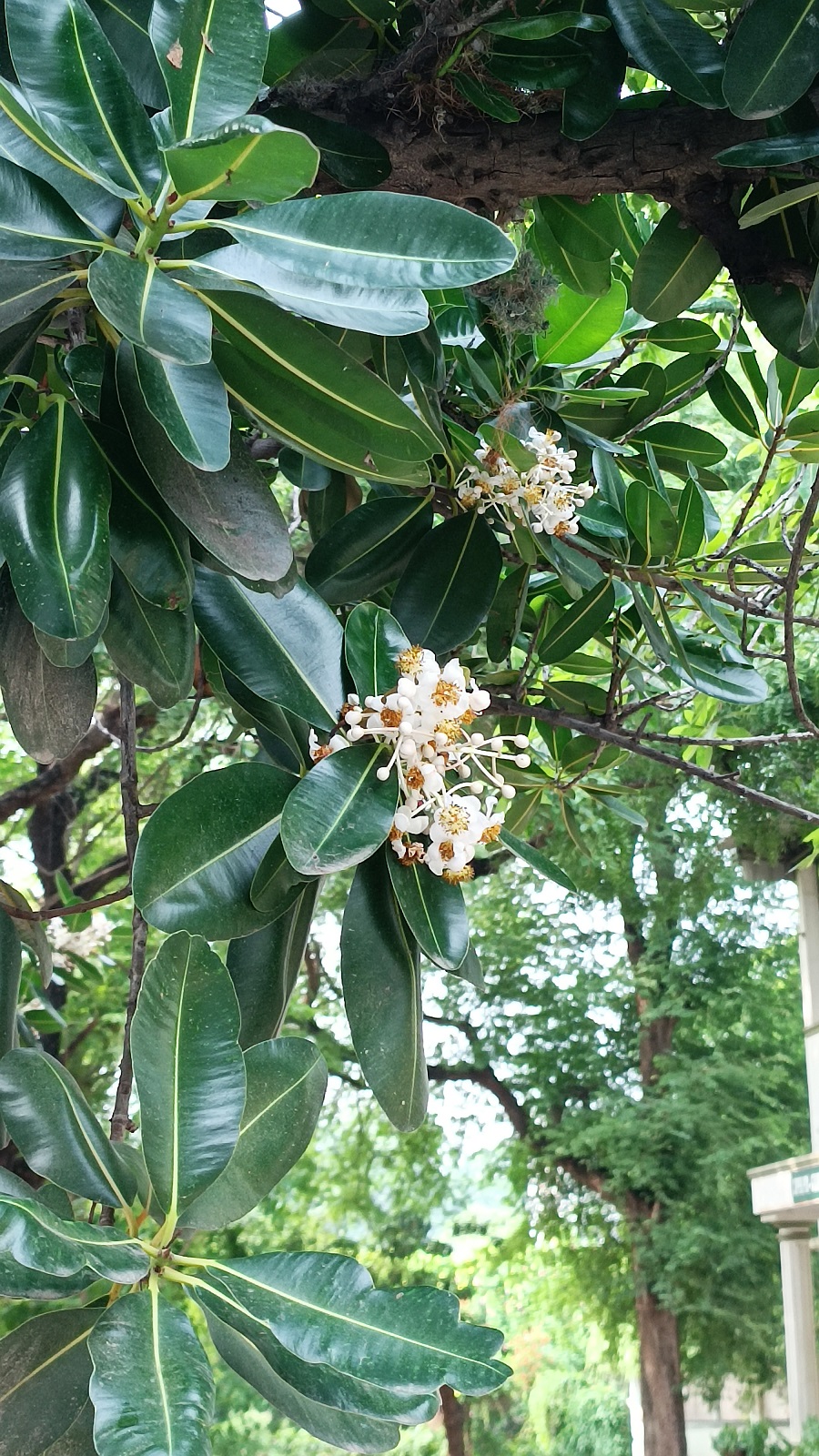 Alexandrian Laurel (Ball Tree)