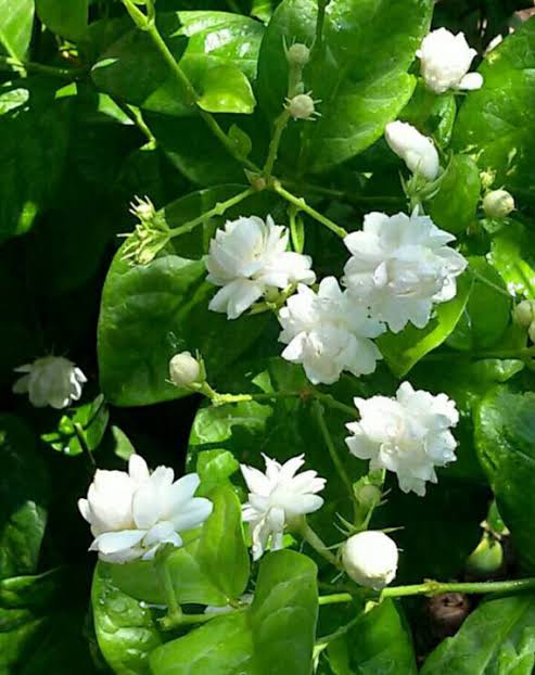 Arabian Jasmine