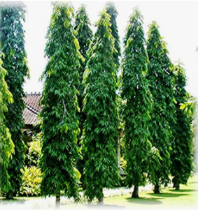Ashoka Tree