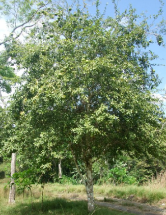 Bael Tree