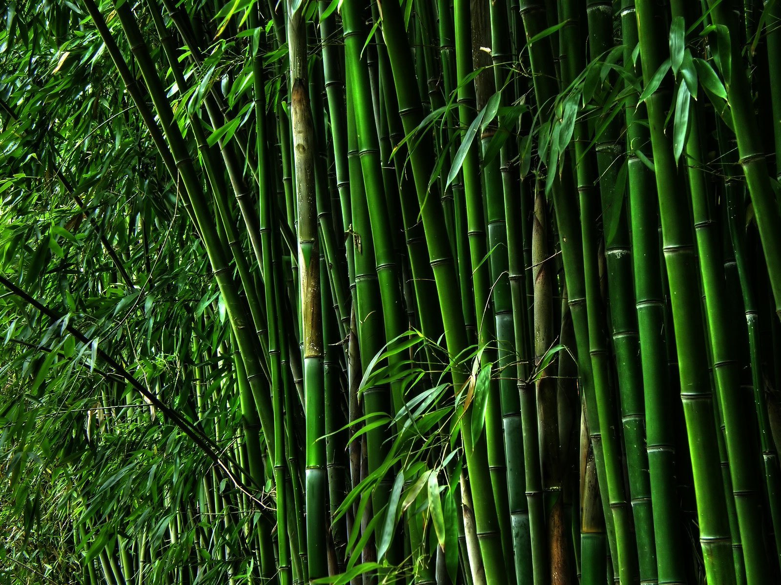 Bamboo Tree