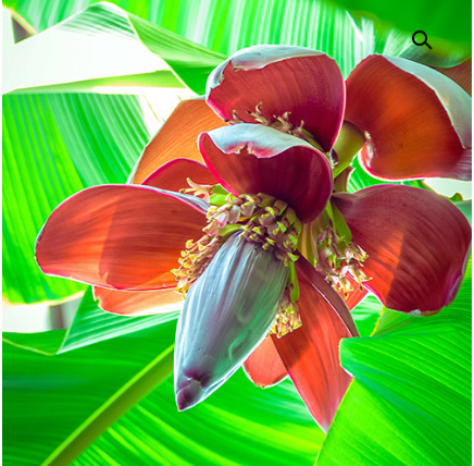Banana Tree