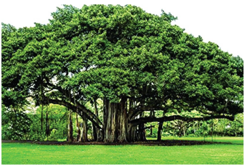 Banyan Tree