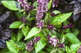 Basil