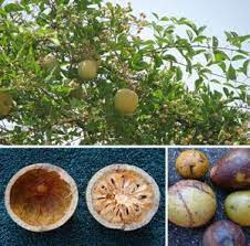 Bengal Quince