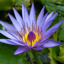 Blue waterlily