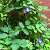Butterfly pea plant