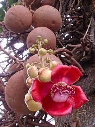 Cannon ball tree
