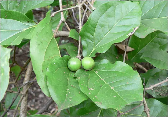 Clearing nut Tree