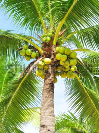 Coconut Tree