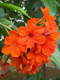 Cordia Sebasten