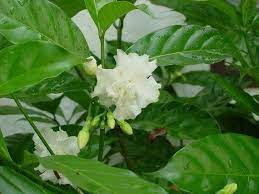 Crepe Jasmine