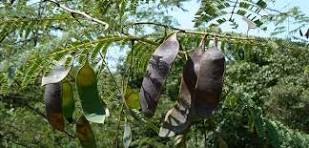 Cutch Tree