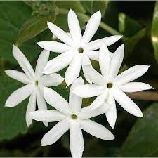 DownyJasmine