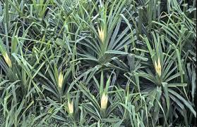 Fragrant Screw Pine
