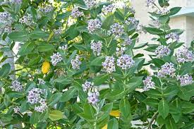 Giant Milkweed