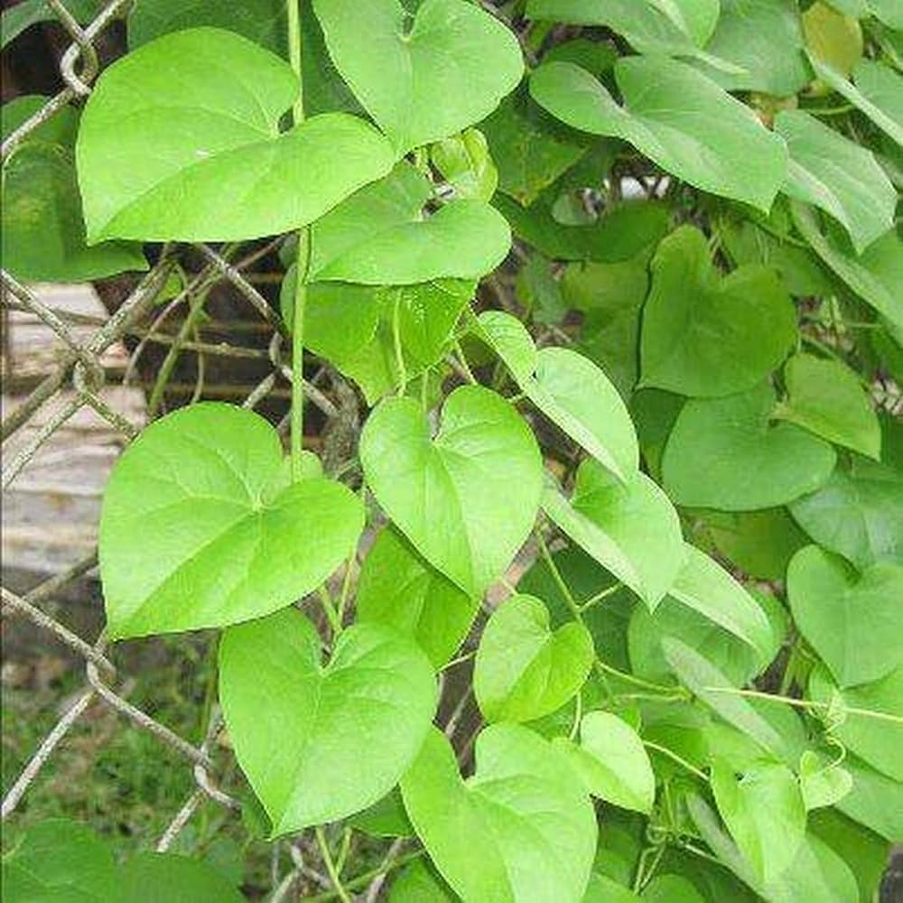 Heart-leaved moonseed