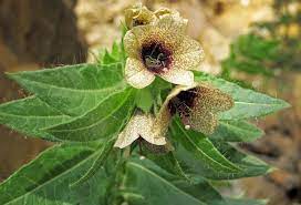 Henbane
