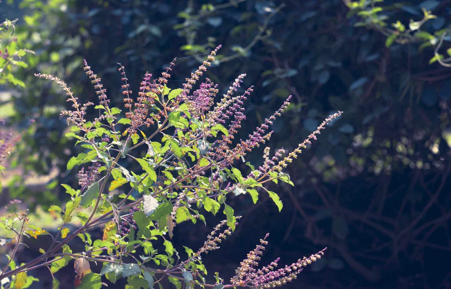 Holy Basil