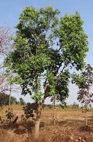 Indian Black Plum