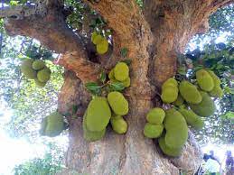 Indian Jackfruit