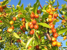 Indian Jujube