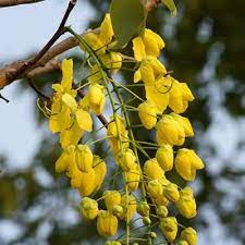 Indian Laburnum
