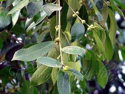 Indian Laurel Fig