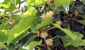 Indian Medlar