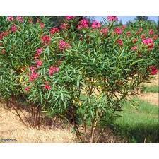 Indian Oleander