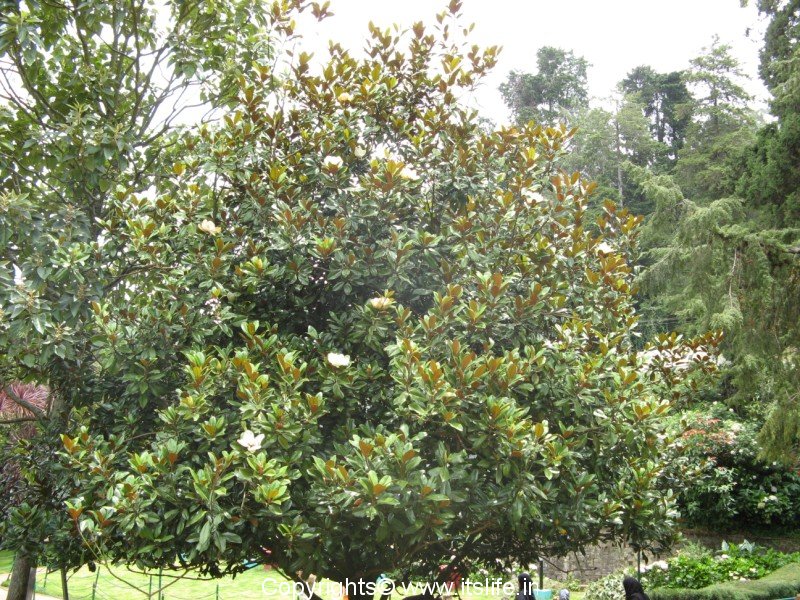 Plumeria (Indian magnolia
