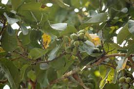 Ink-Nut Tree