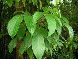Javanese Wood plant