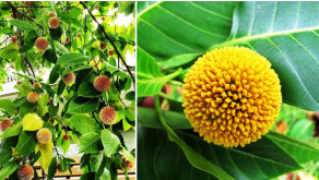 Kadamb Tree