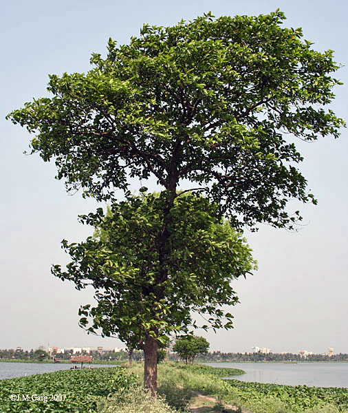Kadamb