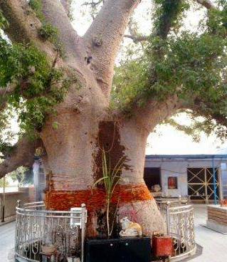 Kalpavriksha Tree