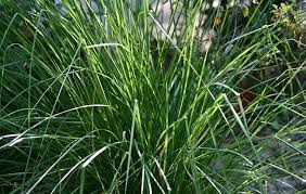 Khus Khus grass