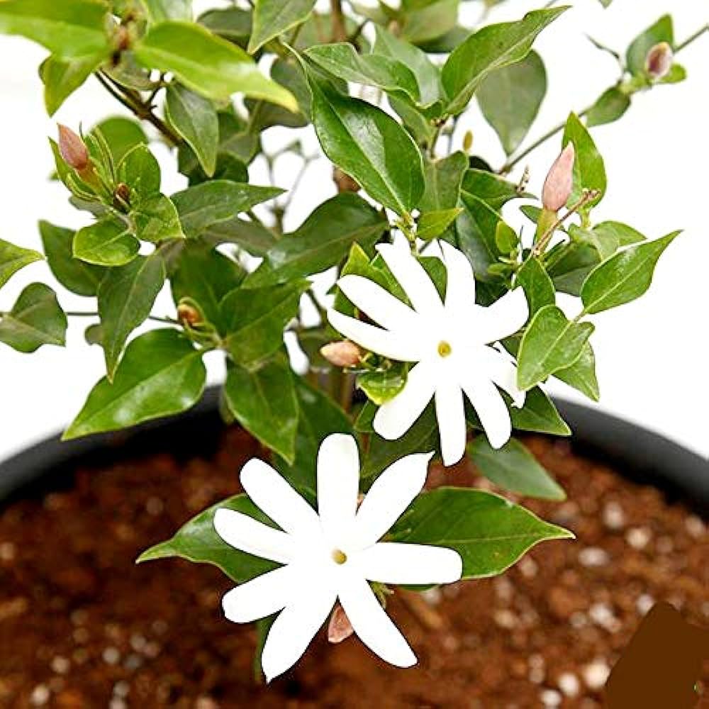 Kunda (star jasmine)