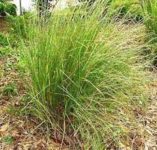 Kusha grass