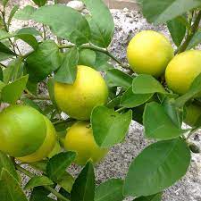 Lemon