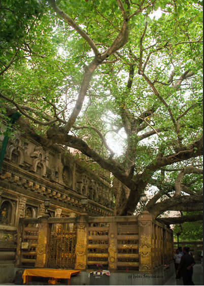 Mahabodhi tree in Bodhgaya.
