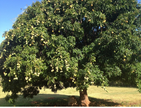 Mango Tree