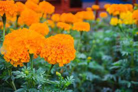 Marigold