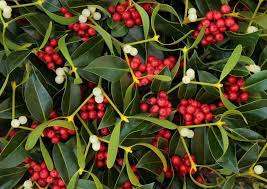 Mistletoe.