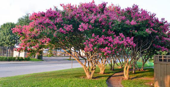 Myrtle