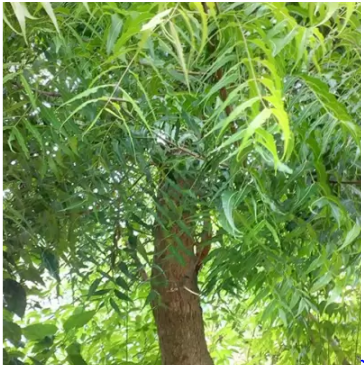 Neem Tree