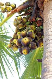 Palmyra Palm