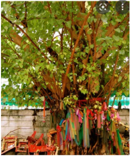 Peepal Tree